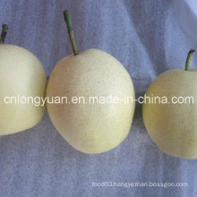 Professional Chinese Supplier of Fresh Ya Pear